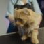 Soins du chat