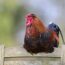 Plumage des volailles